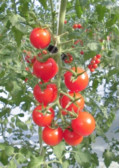 アイメック農法で栽培したトマト