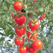 アイメック農法で栽培したトマト